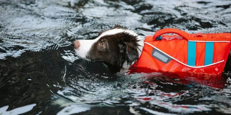 A focused Border Collie wearing a life jacket swims in rippling water