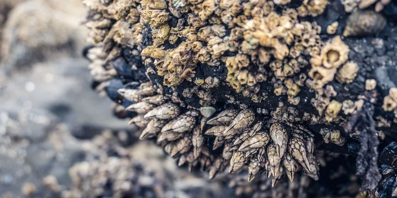 Detailed macro shot of barnacles and shells on a rocky coast